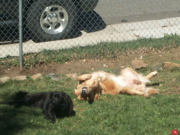 Lazy